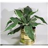 Image 1 : POTTED SILK PLANT
