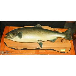 LARGE MOUNTED LAKE TROUT
