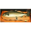 Image 1 : LARGE MOUNTED LAKE TROUT