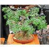Image 1 : ARTIFICIAL BONZAI TREE IN POTTERY BASE