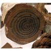Image 2 : Ancient Cypriot Mine Timbers with Copper  (126920)