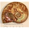 Image 1 : Irridescent Ammonite  (124431)