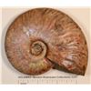 Image 2 : Irridescent Ammonite  (124431)