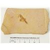 Image 1 : Grasshopper Fossil in Wyoming Shale  (124423)