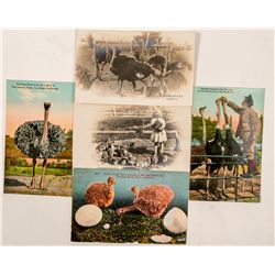 San Diego, CA Ostrich Farm Postcards  (102374)