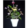 Image 1 : Italian Tole Multi-Color Flowers in White Pot #1289526