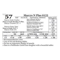 Marcys N Plus 0122