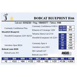 Bobcat Blueprint H46