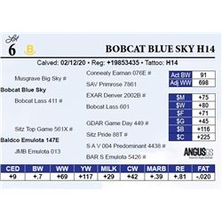 Bobcat Blue Sky H14