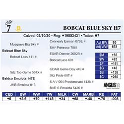 Bobcat Blue Sky H7