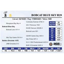 Bobcat Blue Sky H29