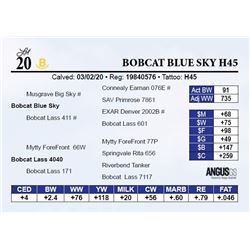 Bobcat Blue Sky H45