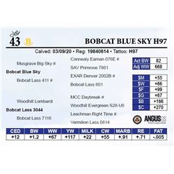 Bobcat Blue Sky H97