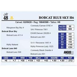 Bobcat Blue Sky H6