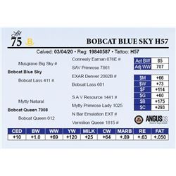 Bobcat Blue Sky H57