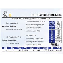 Bobcat Re-Ride G202