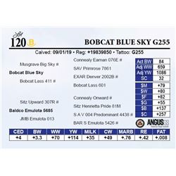Bobcat Blue Sky G255