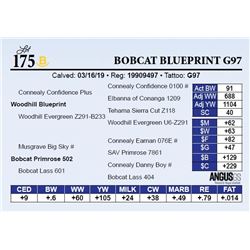 Bobcat Blueprint G97