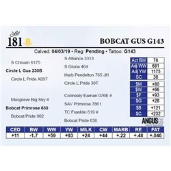Bobcat Gus G143