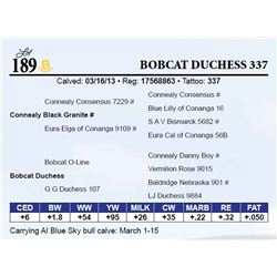 Bobcat Duchess 337