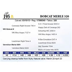 Bobcat Merle 320