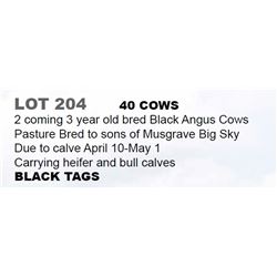 40 COWS