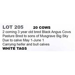 20 COWS