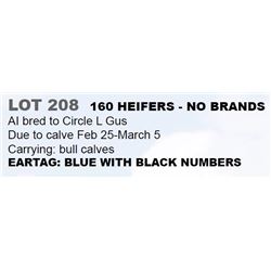 160 HEIFERS - NO BRANDS