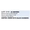 Image 1 : 35 HEIFERS
