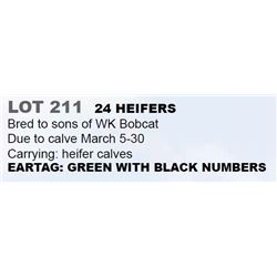 24 HEIFERS