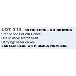 58 HEIFERS - NO BRANDS