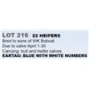 Image 1 : 22 HEIFERS