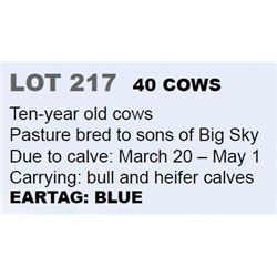 40 COWS