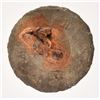 Image 10 : Alamo Battlefield Relics