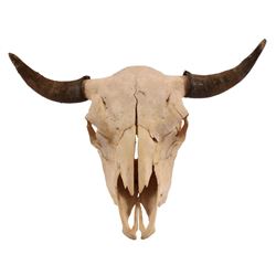 Buffalo Skull with Horns and Teeth