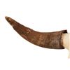 Image 2 : Buffalo Skull with Horns and Teeth