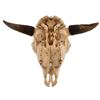Image 4 : Buffalo Skull with Horns and Teeth