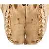 Image 5 : Buffalo Skull with Horns and Teeth