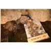 Image 5 : Alamo Battlefield Relics Grape Shot & Buttons