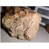 Image 2 : Petrified Wood Cat A