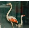 Image 6 : Elmar Dam b.1976 Netherlands Large Format Photo