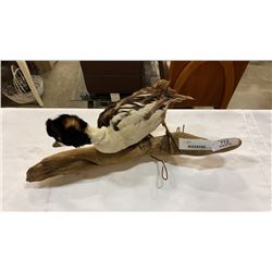 TAXIDERMY DUCK