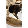 Image 8 : TAXIDERMY DUCK