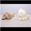 Image 1 : Two Large Shells