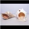 Image 2 : Two Large Shells
