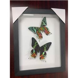 Dual Butterfly Display Case