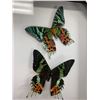 Image 2 : Dual Butterfly Display Case