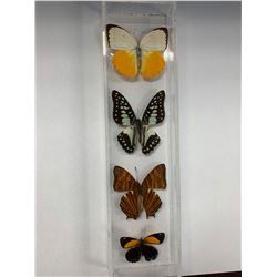Quad Butterfly Display Case