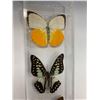 Image 2 : Quad Butterfly Display Case