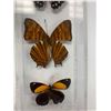 Image 3 : Quad Butterfly Display Case